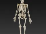 skeleton-0