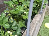 Garden Net Frame Corner for 3/4" PVC Pipe-2
