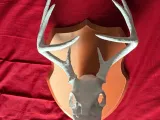 Plaque-3