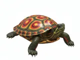 Painted Turtle-0