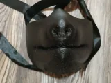 Fox Snout Mask-4