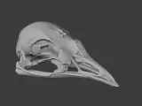 Bellbird Skull-2