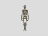 Male Human Skeleton-2