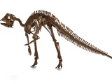 Hypacrosaurus_Skeleton – Realistic Detailed Hadrosaur Dinosa-1