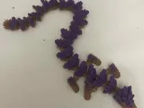 2 Crystal Dragons with Egg-8