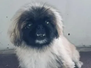 pup