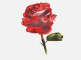 Eternal Rose-0