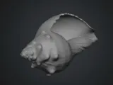 爪と貝殻-4