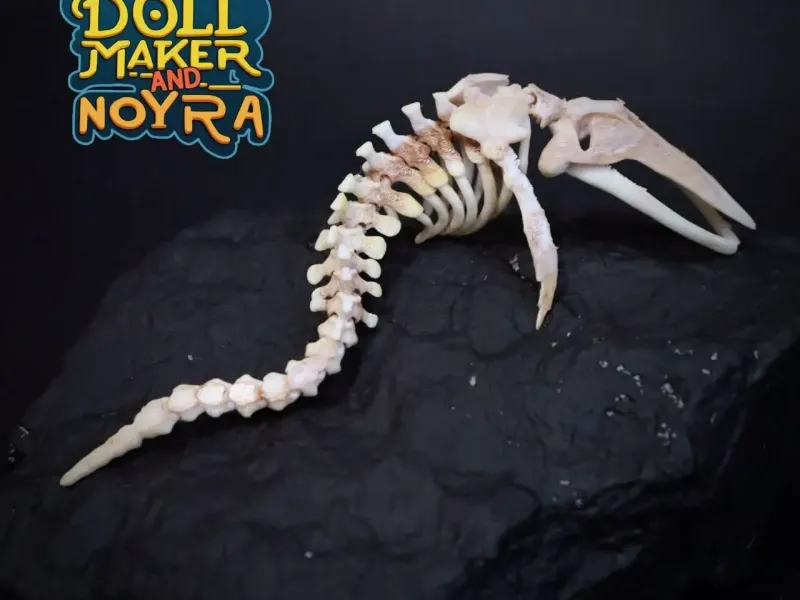 Articulated whale's skeleton