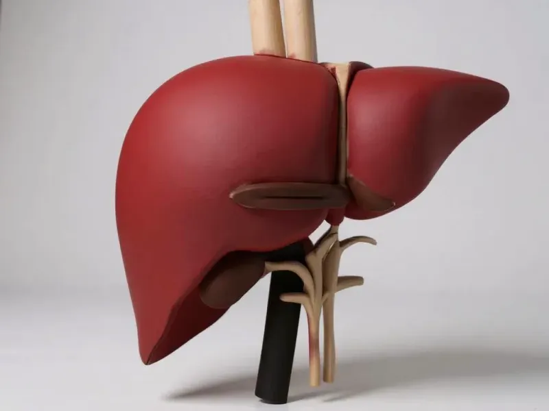 liver human anatomy organ