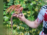 IGUANĂ MARȚIANĂ FLEXIBILĂ!/LIZARD-2