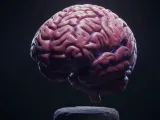 brain, cerebro-0
