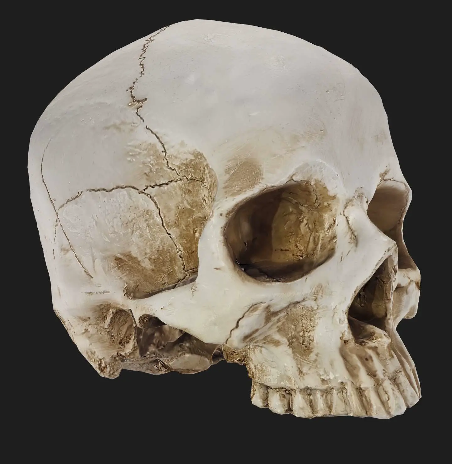 Human Skull