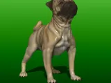 JEUNESSE PUG-1