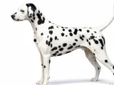 dalmatian stack-0