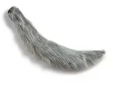Cavalier Dog -5