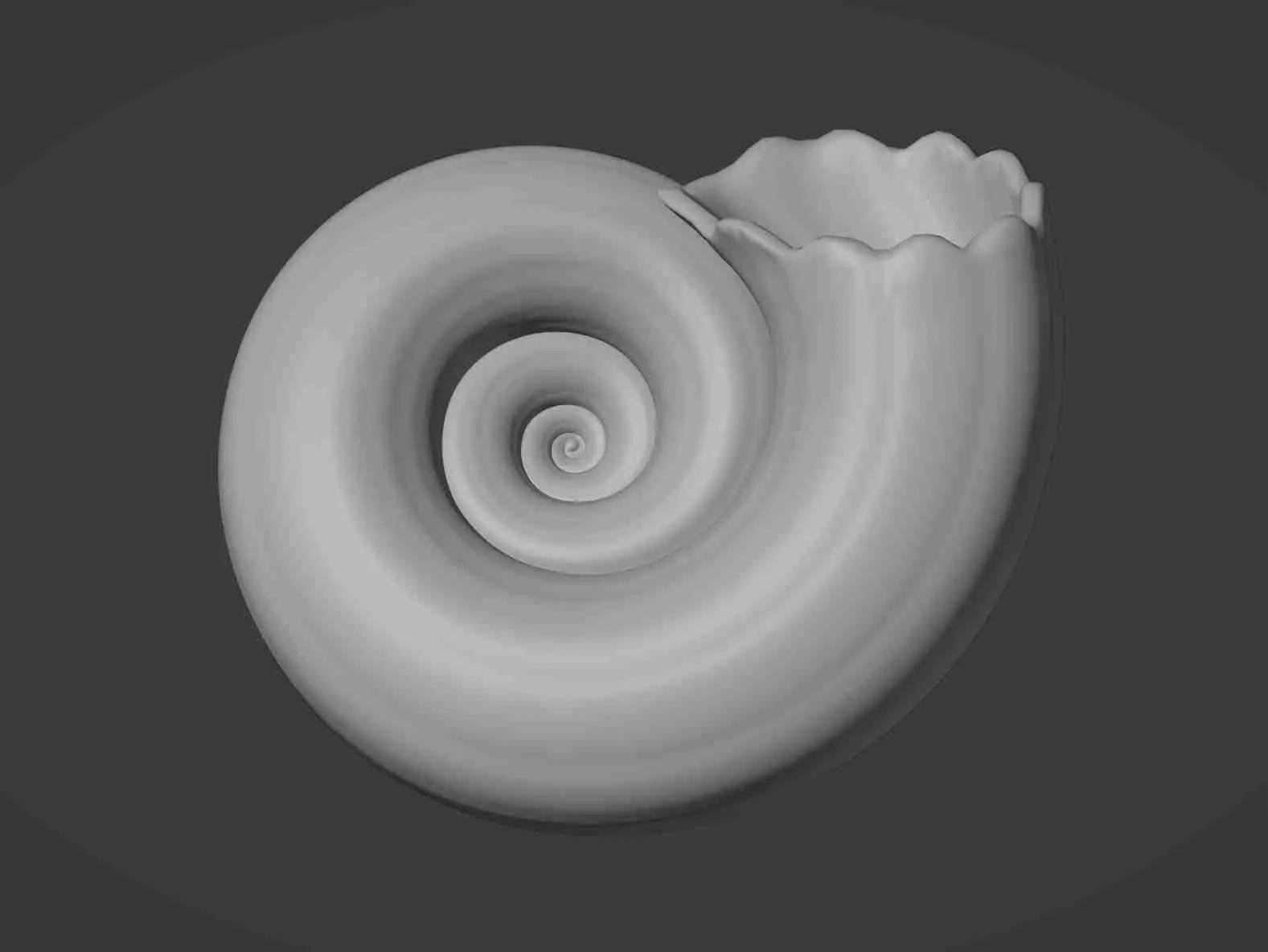 Concha de caracol objeto de decoración