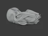 Black Bear Skull-4