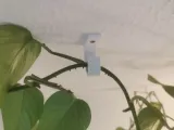 Hook For Plants-0