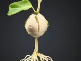 germinated seed-2