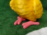 Golden Conure-6