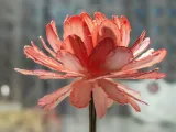 Fiore eterno-2