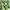 Denkender Kermit der Frosch – Fan-Kreation