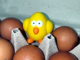 Eggy the Chick-1