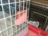 feeder & water corner for rabbits-3