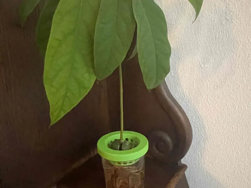 Bonne Maman kavanozunun kapağına bir avokado dikmek.