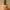 Piggy pot planter - Maceta cerdito