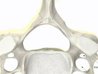 C1 vertebra