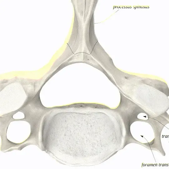 C1 vertebra