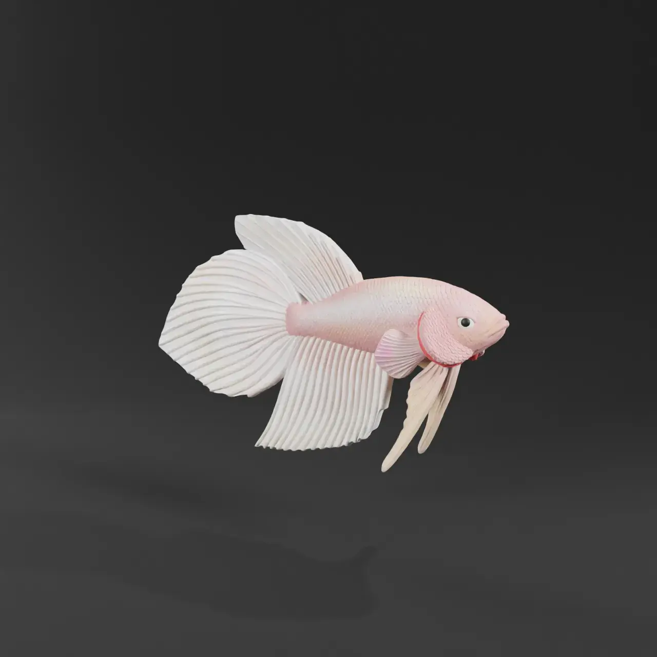 PESCE BETTA CODA DI VELO - PRONTO PER LA STAMPA 3D