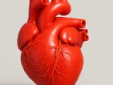 Human Heart-0