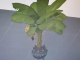 Strong Banana Tree-1