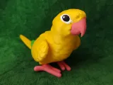 Golden Conure-1