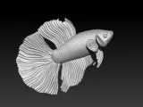 BETTA FISH-5