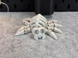 Flexi Skeleton Spider V1-5