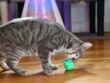 Cama LED para Mascotas de Abducción Alienígena-7