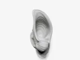Sea shell-4