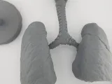 🫁 Human Lung Anatomy – Modular Educational Model-6