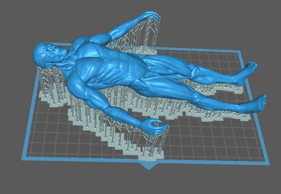 Male body anatomy