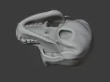 Bonobo Skull-4
