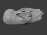 Black Bear Skull-3