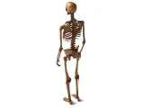Human_Skeleton – Realistic Detailed Anatomical Bone Structur-5