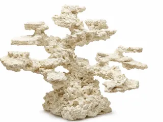 Base coral