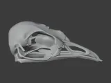 Bellbird Skull-3