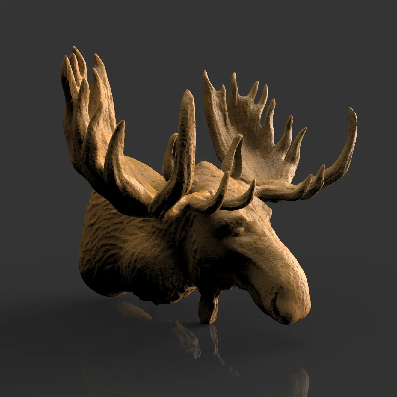 Moose head. Animal
