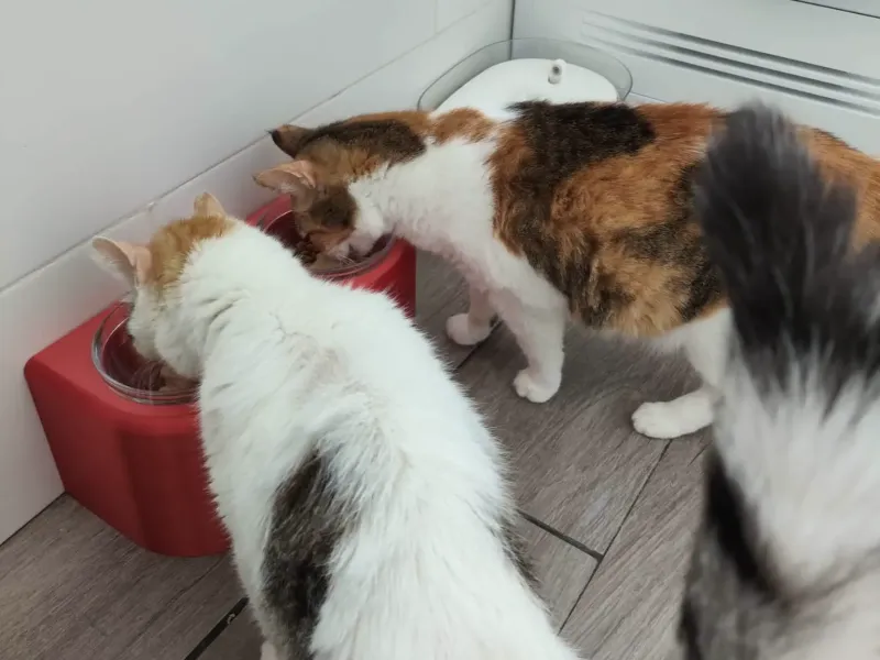 Comedouro alto para gatos ou cães pequenos.